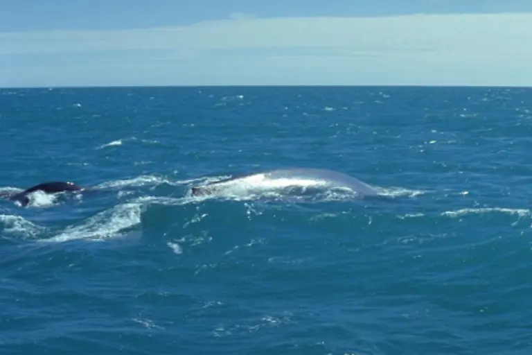 Der-weltweite-Bestand-an-Blauwalen-wird-auf-5-200-Tiere-geschaetzt