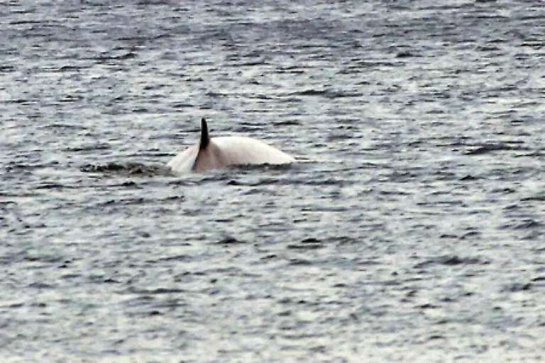 Der-Finnwal-der-als-scheues-Tier-gilt-weil-er-die-Kuestenregionen-meidet-ist-in-allen-Weltmeeren-zu-Hause