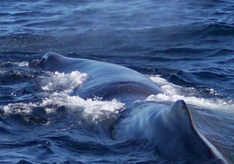 Auch-Pottwale-leben-in-allen-Weltmeeren-wobei-die-Weibchen-mit-ihren-Jungen-waermere-Gegenden-bevorzugen