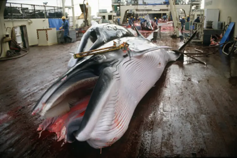 Japan-deklariert-seine-Jagd-auf-Pottwale-als-wissenschaftliche-Forschung-Der-Bestand-wird-auf-360-000-Tiere-geschaetzt