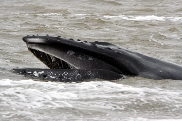 Buckelwale-sind-bekannt-fuer-ihre-Walgesaenge-Keine-andere-Walart-kann-so-ausdauernd-und-vielfaeltig-singen