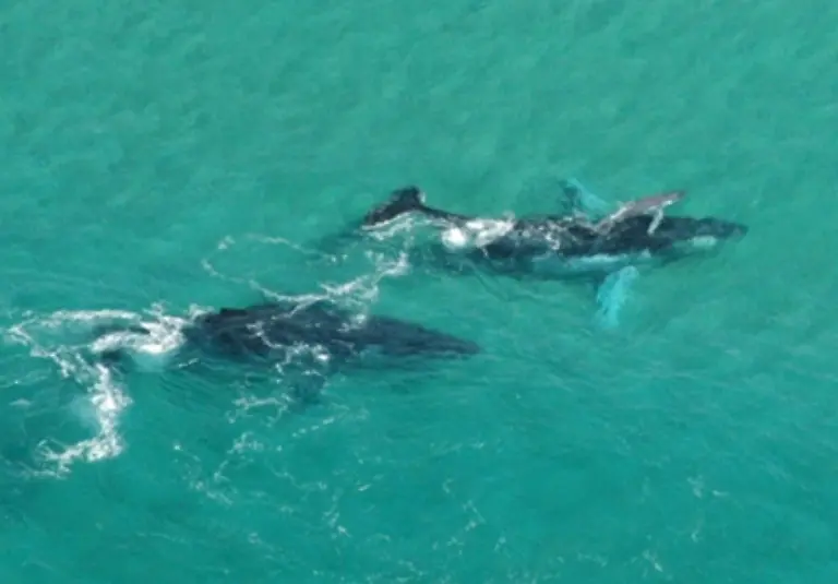 Auch-diese-Walart-bewohnt-alle-Ozeane-bis-zur-Packeisgrenze-Der-Buckelwalbestand-wird-auf-37-970-Tiere-geschaetzt