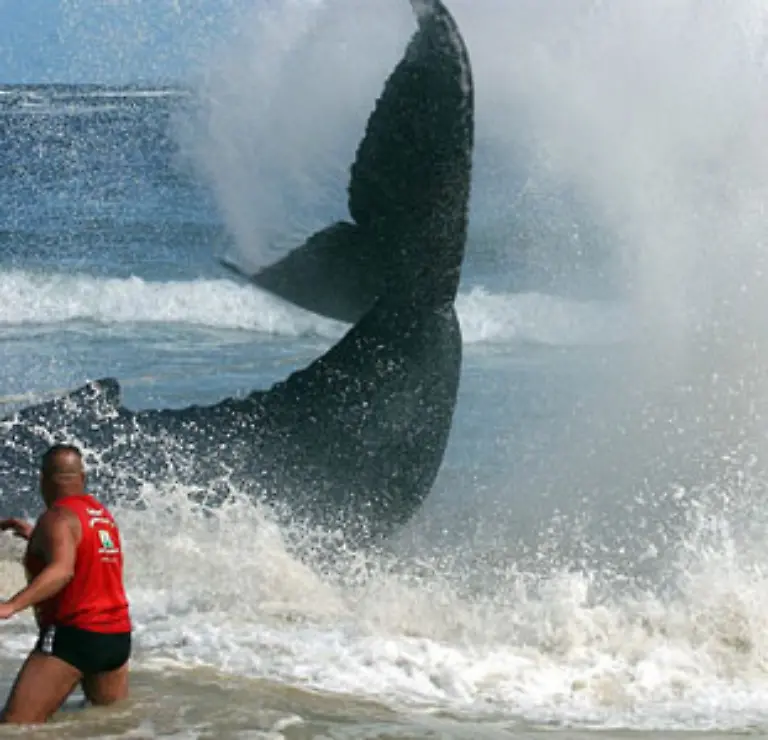 Experten-schaetzen-dass-sich-die-Zahl-der-Wale-am-Tag-um-1-000-Artgenossen-dezimiert