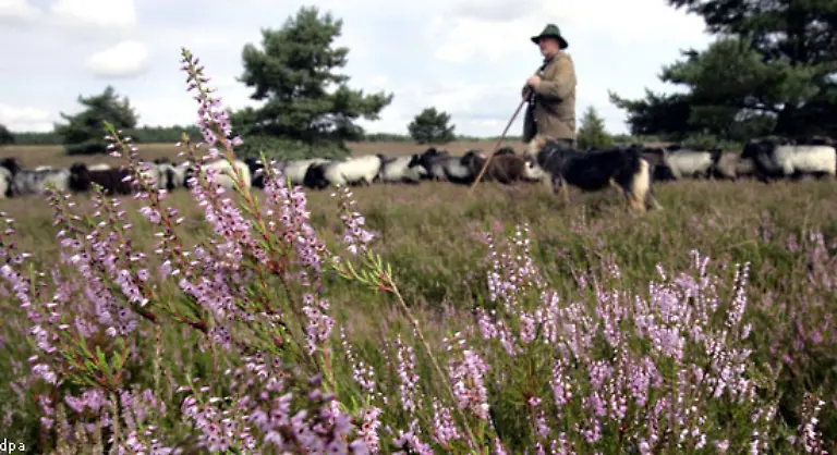 Daneben-haben-viele-regionale-Traditionen-ueberlebt-In-der-Lueneburger-Heide-gibt-es-das-Pfingstbaumpflanzen-133