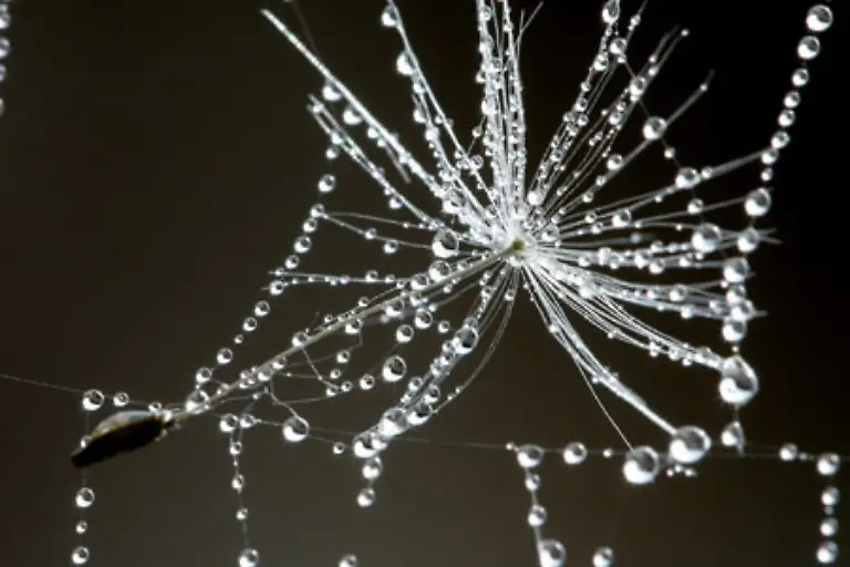 Aus-Milliarden-schwebender-Troepfchen-bilden-sich