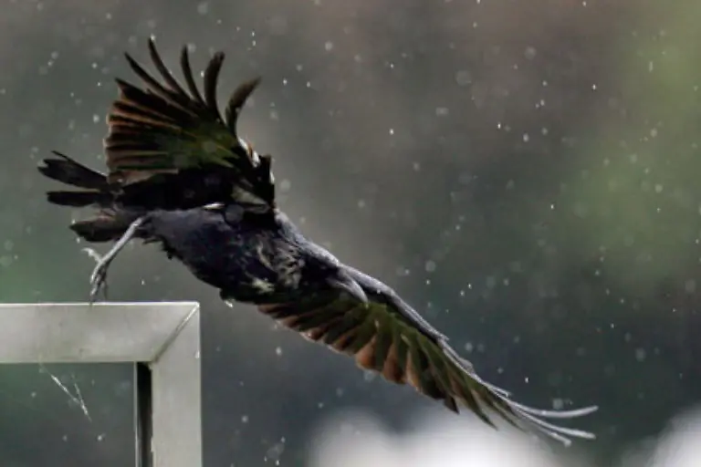 Landregen-oder-Dauerregen-besteht-aus-vielen-Tropfen-von-0-5-bis-4-Millimetern-Durchmesser-mit-einer-Geschwindigkeit-von-mehr-als-drei-Metern-je-Sekunde
