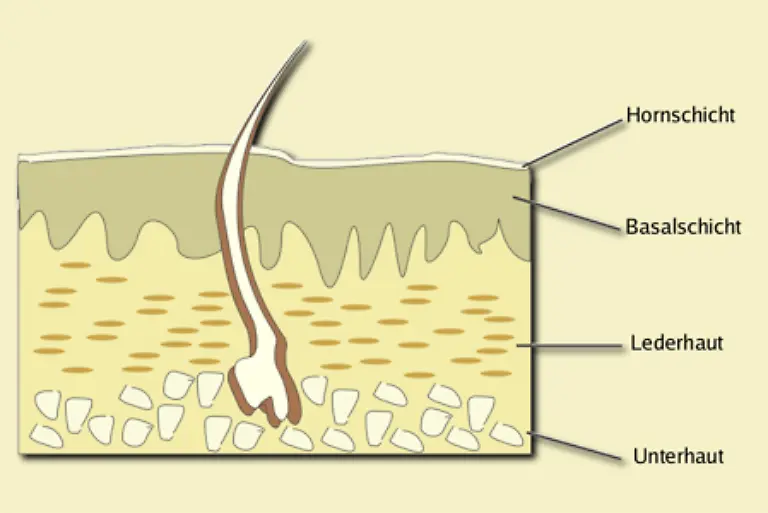 Ein-Haar-entsteht-im-unteren-Bereich-der-Lederhaut-in-der-Haarpapille-Es-waechst-mit-dem-Haarschaft-durch-die-Schichten-der-Haut