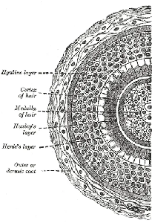 Ob-jemand-glattes-gewelltes-oder-gelocktes-Haar-hat-haengt-vom-Querschnitt-des-Haares-ab