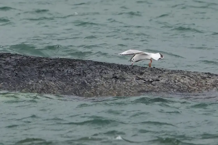 RECROP-Eine-Moewe-pickt-mit-ihrem-Schnabel-in-die-Haut-des-gestrandeten-Wals-im-Wasser-der-Ostsee-vor-der-Seebruecke-am-Hafen-Niendorf-Die-Polizei-hat-das-Gelaende-abgesperrt-um-das-Tier-nicht-zu-beunruhigen-Die-Rettungsversuche-dauern-an