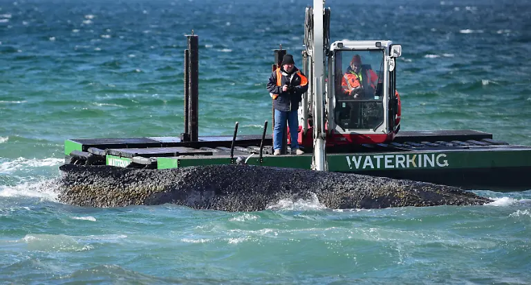 Ein-Schwimmbagger-arbeitet-an-einem-gestrandeten-Wal-in-der-Ostsee-Experten-versuchen-erneut-den-vor-Timmendorfer-Strand-festsitzenden-Buckelwal-freizubekommen