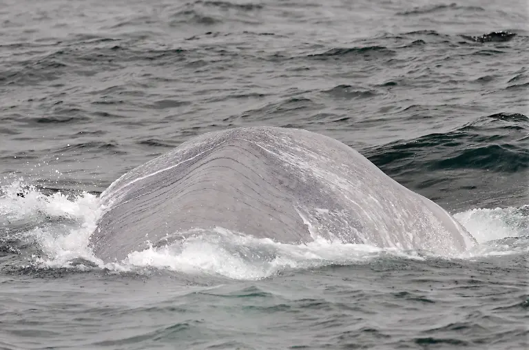 Blauwal-Blau-Wal-Balaenoptera-musculus-taucht-unter-Island-blue-whale-Balaenoptera-musculus-diving-under-off-the-north-Atlantic-coast-off-Iceland-showing-back-and-dorsal-fin-Iceland