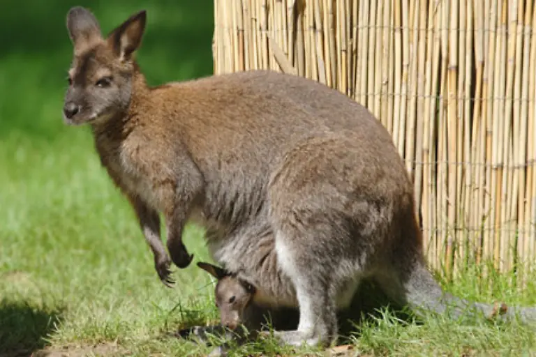 Australien