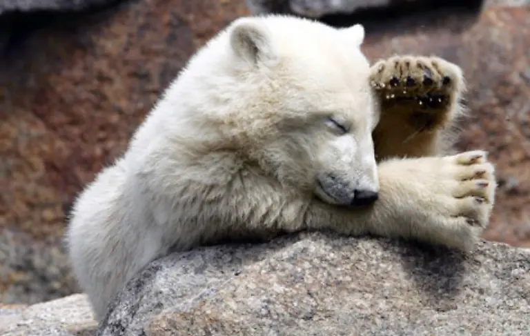 Aus-der-Ruhe-bringen-laesst-sich-der-echte-Knut-davon-aber-nicht