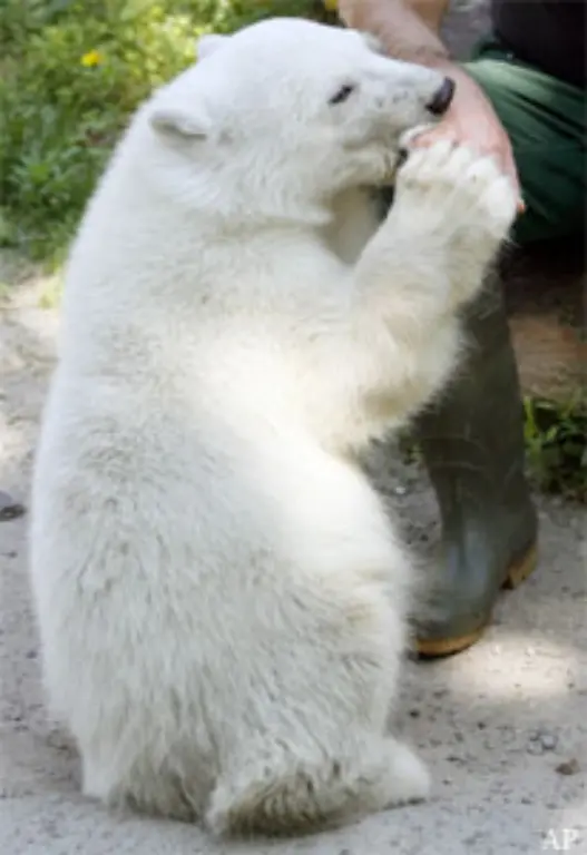 Bald-ist-ganz-Schluss-mit-niedlich