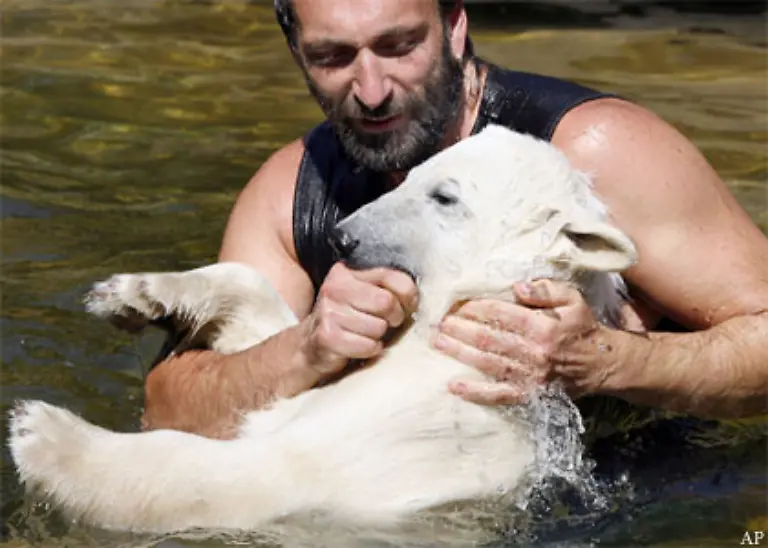 Denn-Eisbaer-Knut-der-internationale-Medienstar-aus-dem-Berliner-Zoo-ist-mittlerweile-kein-Baby-mehr-sondern-fast-schon-ein-Baeren-Teenager