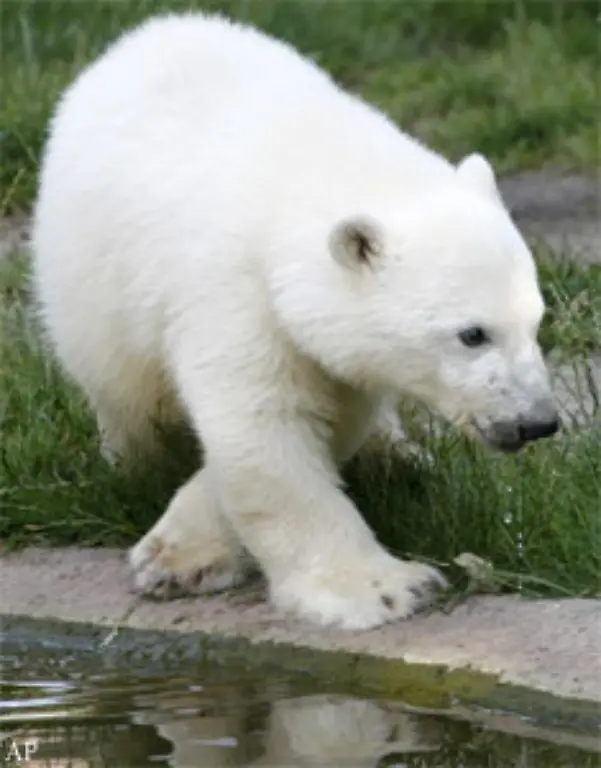 Waere-er-ein-Mensch-wuerde-er-sich-demnaechst-mit-Stimmbruch-und-Pickeln-plagen