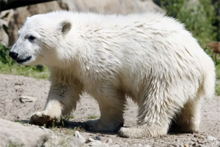 Dank-der-vielen-Portionen-Katzenfutter-Lebertran-und-Fisch-nimmt-er-taeglich-zu