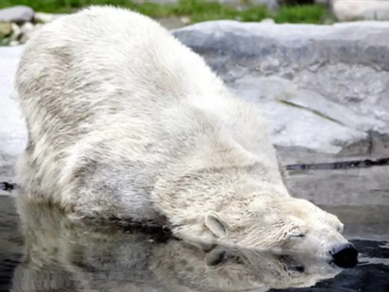 Ausgewachsen-wird-der-Eisbaer-wohl-um-die-600-kg-wiegen-und-aufgerichtet-zwischen-2-40-und-3-m-gross-sein