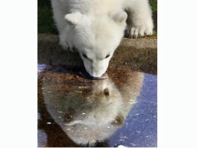 Und-woran-merken-die-Pfleger-dass-es-bei-Knut-zu-heikel-wird