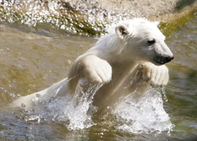 Auch-schwimmen-kann-das-sechs-Monate-alte-Jungtier-schon