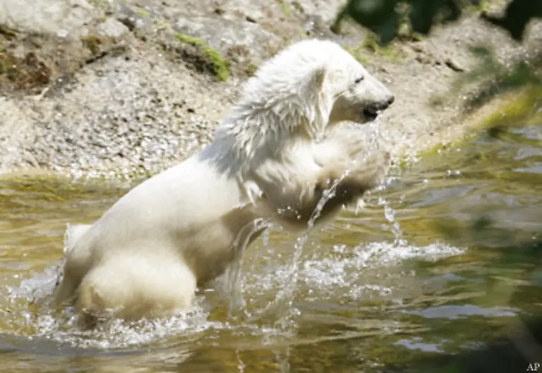 Erwachsene-Eisbaeren-koennen-ohne-Pause-170-km-weit-schwimmen-na-gut-in-die-Situation-wird-er-wohl-im-Zoo-nicht-kommen-Aber-vorbereitet-waere-er-jetzt