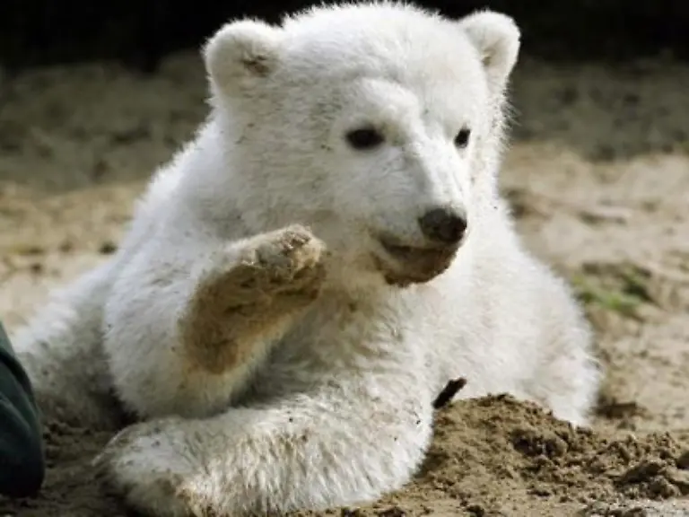 bevor-Knut-nur-noch-ein-ganz-normaler-Eisbaer-ist