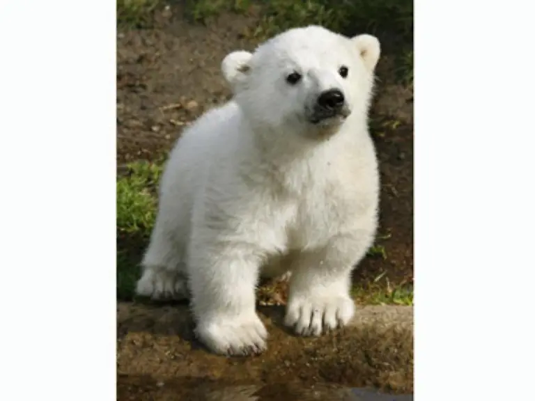 Noch-funktioniert-die-zwei-Mal-taeglich-angesetzte-Knut-Show-bei-der-Pfleger-und-Tier-gemeinsam-ueber-das-Gelaende-tollen