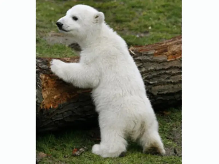 Tausende-Menschen-schieben-sich-dabei-an-den-Absperrgittern-entlang