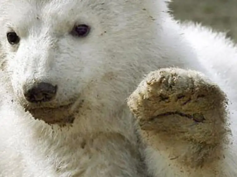 Wir-wollen-Knuuuuuut-fordern-Schulklassen-im-Chor