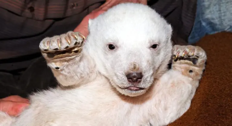 Normalerweise-verbringen-Eisbaeren-die-ersten-Monate-in-einer-Hoehle