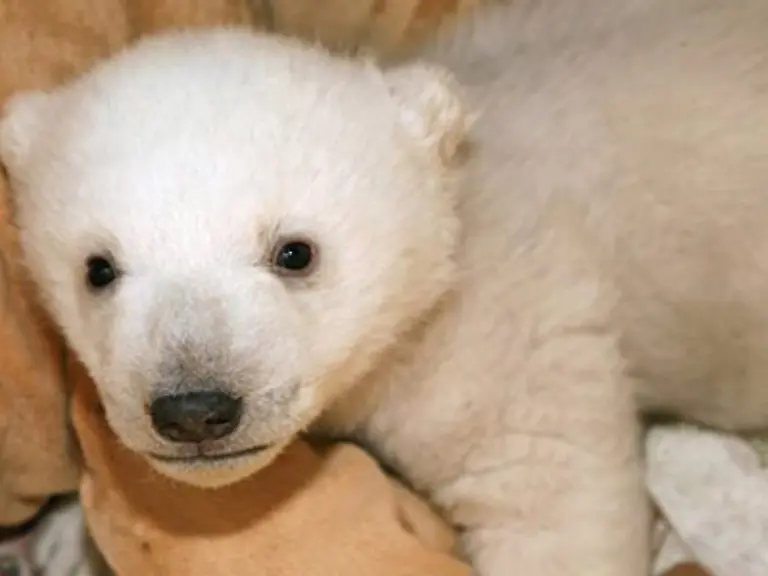 Dank-der-Pflegerkamera-konnte-nun-die-ganze-Nation-ach-die-ganze-Welt