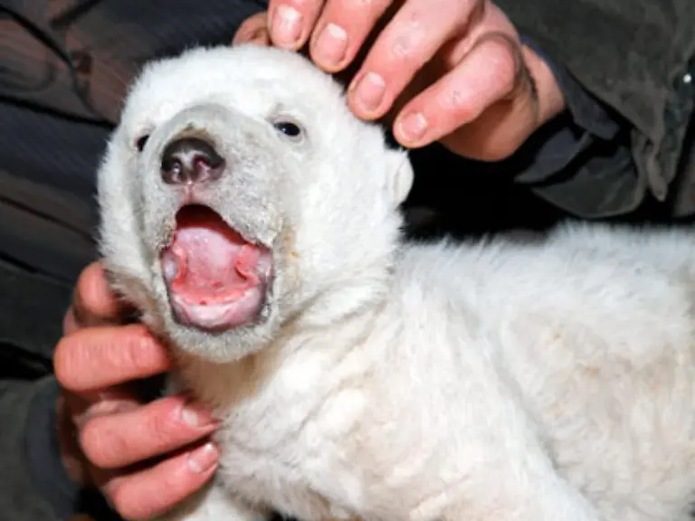 in-die-Eisbaerenkinderstube-blicken