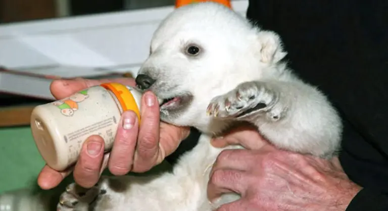 Die-Handaufzucht-des-Eisbaerenjungen-war-nicht-unumstritten