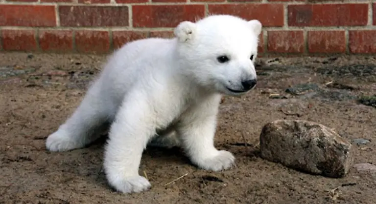 und-sonnte-sich-ein-bisschen-mit-im-Knut-Glanz