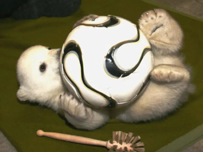 Rundes-Gesicht-Stupsnase-tapsig-dazu-noch-weiss-und-flauschig-wirkend