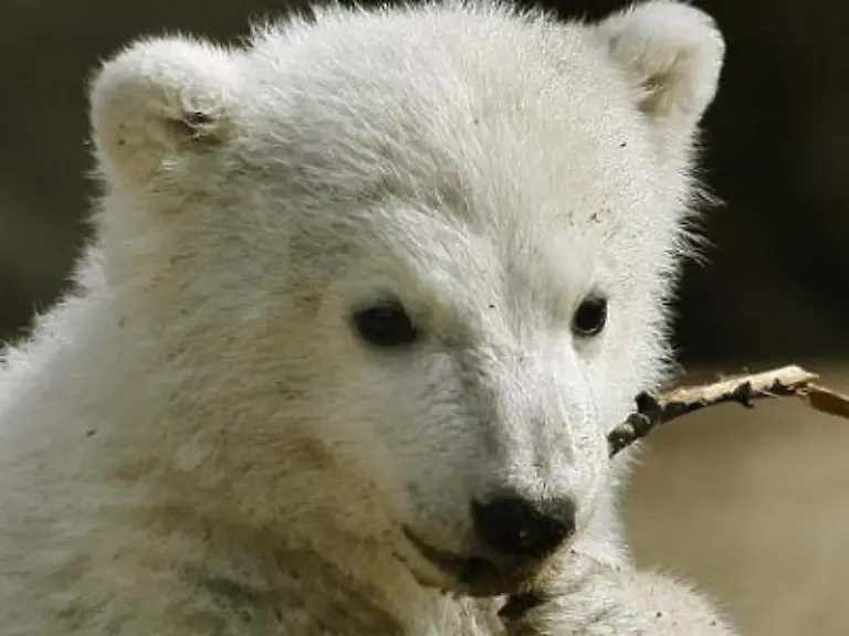 Der-Mensch-ist-dafuer-eingerichtet-ohne-dass-es-reflektiert-wird-erklaert-Bio-Psychologe-Peter-Walschburger-von-der-Freien-Universitaet-Berlin