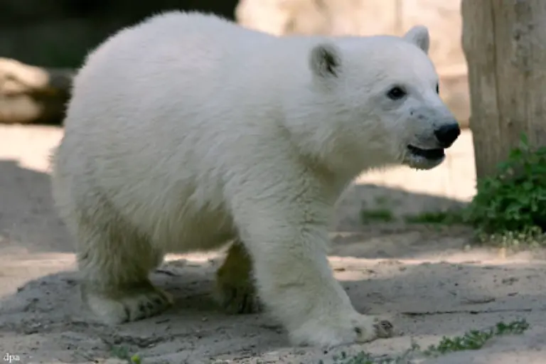 ein-stattlicher-Eisbaer-werden-sollte-Zur-Zucht-und-ueberhaupt