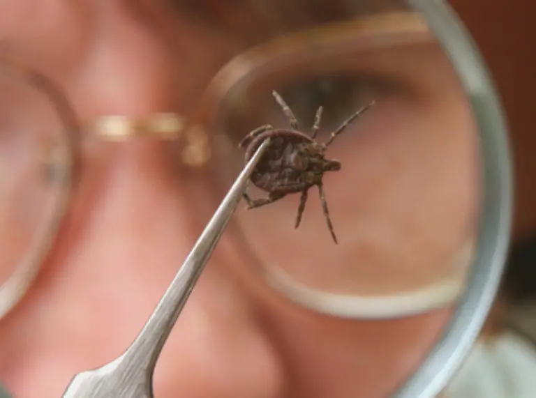 Dabei-ist-dringend-darauf-zu-achten-dass-der-Koerper-des-Tieres-nicht-zerdrueckt-wird-denn-so-koennten-die-Bakterien-in-den-Koerper-des-Wirts-gedrueckt-werden