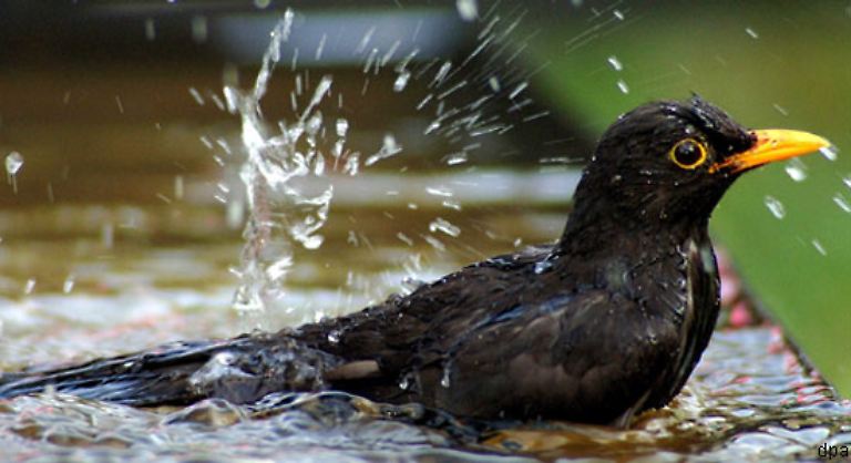 ... man nimmt sich ein Beispiel an der Tierwelt: