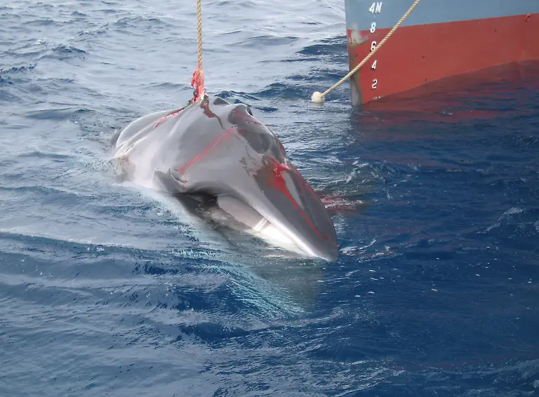 A-handout-picture-released-by-the-Australian-Customs-Service-07-February-2008-of-a-dead-minke-whale-and-its-baby-unseen-after-they-were-harpooned-by-the-the-Japanese-whaling-vessel-Yushin-Maru-The-Australian-government-said-it-now-has-legal-evidence-to-back-its-fight-to-stop-Japanese-whaling-in-the-Southern-Ocean