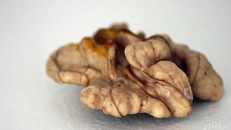 Die-Berlin-School-of-Mind-and-Brain-bietet-die-Moeglichkeit-interdisziplinaer-Geist-und-Gehirn-zu-erforschen