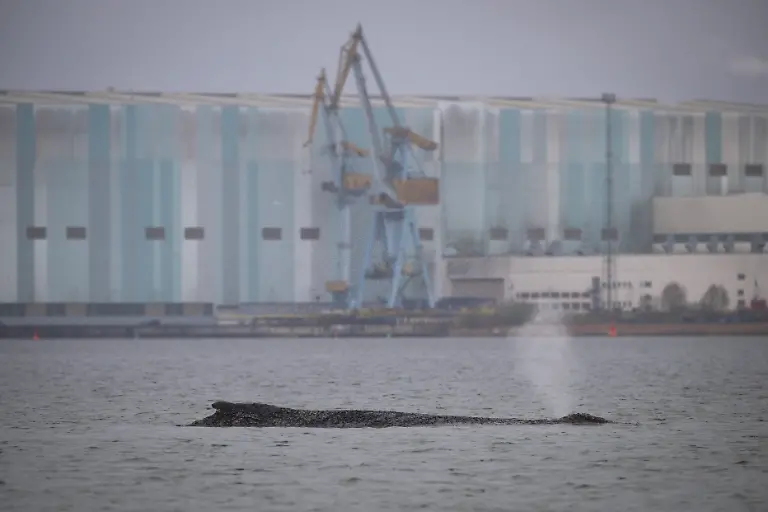 Der-Wal-liegt-auf-einer-Sandbank-in-der-Wismarer-Bucht-Der-vor-Timmendorfer-Strand-freigekommene-Buckelwal-ist-erneut-gestrandet-Der-Meeressaeuger-liegt-nun-auf-einer-Sandbank-in-der-Wismarbucht