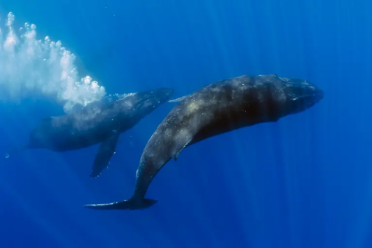Buckelwale-bei-Paarungsverhalten-Bulle-beeindruckt-durch-Luftblasen-Megaptera-novaeangliae-Pazifik-Hawaii-USA-Humpback-Whale-displaying-Courtship-Male-blowing-Bubbles-Megaptera-novaeangliae-Pacific-Ocean-Hawaii-USA