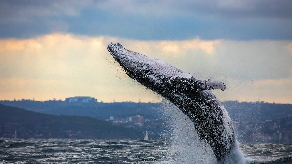 Photographer-Buddhilini-de-Soyza-captured-these-stunning-pictures-of-a-humpback-whale-breaching-in-June-2020-The-jaw-dropping-shots-were-taken-as-lockdown-eased-and-whale-watching-resumed-off-the-coast-of-Sydney-Australia-Buddhilini-explains-We-saw-a-blow-in-the-distance-and-headed-that-way-Just-off-South-Head-we-caught-up-with-a-whale-Before-we-could-get-into-position-he-breached-and-we-were-like-oh-no-A-breach-is-rare-and-we-were-disappointed-to-have-missed-it-The-whale-watching-boats-only-sees-breaching-whales-around-30-of-the-time-But-with-this-boy-we-neednt-have-worried-For-the-next-90-minutes-he-put-on-a-show-like-wed-never-seen-in-our-8-years-of-whale-watching-in-Australia-Mid-May-heralds-the-start-of-winter-in-Sydney-The-days-get-shorter-colder-and-darker-But-its-usually-my-favourite-time-of-the-year-as-its-the-start-of-the-whale-watching-season-for-us-on-the-East-Coast-However-this-year-has-been-like-no-other-When-mid-May-came-around-we-were-still-stuck-at-home-under-lockdown-restrictions-Thankfully-by-the-start-of-June-Australia-had-flattened-the-curve-and-restrictions-were-slowly-starting-to-ease-here-in-NSW-We-did-our-first-whale-watching-cruise-of-the-season-with-Go-Whale-Watching-on-the-7th-of-June-the-cruises-had-officially-started-the-day-before-It-was-quiet-out-there-in-the-harbour-and-even-quieter-once-we-cleared-the-heads-and-headed-out-into-the-Tasman-Sea-Ours-was-the-only-official-whale-watching-boat-out-there-There-were-a-few-pleasure-boats-around-but-not-many-We-were-just-glad-to-be-out-on-the-water-again-and-didnt-have-high-expectations-We-just-wanted-to-see-and-photograph-a-few-whales-not-having-picked-up-a-camera-for-four-months