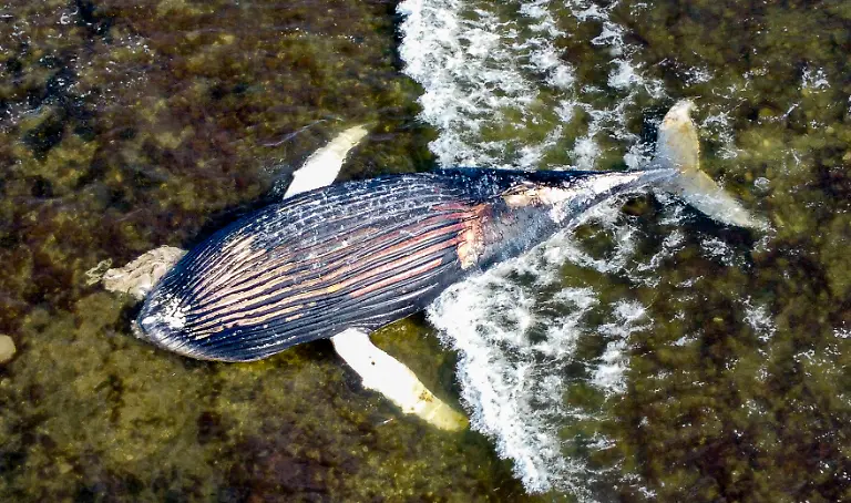 News-Bilder-des-Tages-The-humpback-whale-that-has-stranded-near-Segerstad-on-Oland-Sweden-on-April-27-2021-The-whale-probably-died-of-starvation-or-a-boat-collision-The-authorities-have-warned-people-walking-on-the-beach-that-there-is-a-risk-that-the-whale-might-explode-due-to-the-gas-that-builds-up-inside-the-whale-as-its-stomach-contents-decompose