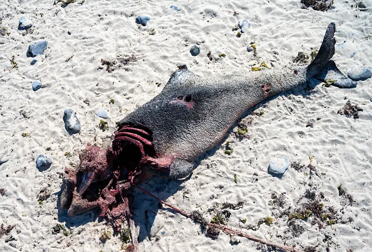 Am-Strand-der-Insel-Ruegen-bei-Nonnevitz-auf-der-Halbinsel-Wittow-liegt-ein-toter-Schweiswal-Im-Norden-Ruegens-sind-ein-Schweinswal-und-vermehrt-Fische-tot-am-Strand-angespuelt-worden-Nach-Angaben-des-Schweriner-Umweltministeriums-war-vermutlich-starker-Wind-Ende-vergangener-Woche-ausschlaggebend-Bei-den-Fischen-handele-es-sich-ueberwiegend-um-Schollen-Die-Fischereiaufsicht-Ruegen-habe-sich-vor-Ort-ein-Bild-gemacht