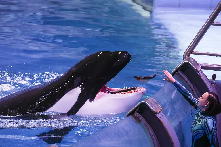 RUSSIA-MOSCOW-OCTOBER-2-2025-An-orca-performs-during-a-preview-of-the-Sea-of-Dreams-water-show-at-the-Moskvarium-oceanography-and-marine-biology-centre-at-the-VDNKh-exhibition-centre-Credit-Image-Alexander-Shcherbak-TASS-via-ZUMA-Press