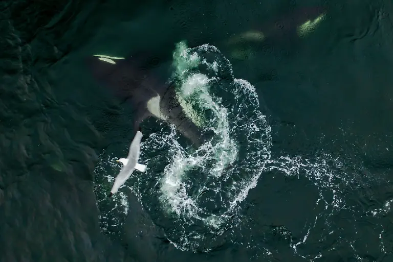 DIESES-FOTO-WIRD-VON-DER-RUSSISCHEN-STAATSAGENTUR-TASS-ZUR-VERFUeGUNG-GESTELLT-RUSSIA-SAKHALIN-REGION-JULY-30-2025-Killer-whales-hunt-Steller-sea-lions-in-the-Sea-of-Okhotsk-off-Tyuleny-Island