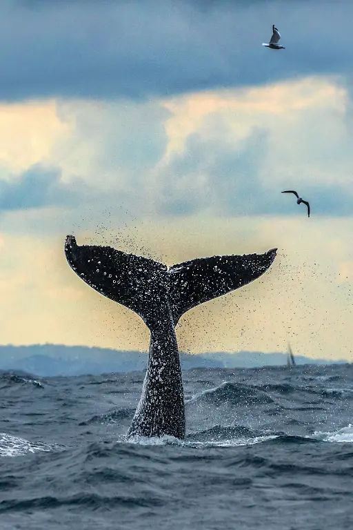 Photographer-Buddhilini-de-Soyza-captured-these-stunning-pictures-of-a-humpback-whale-breaching-in-June-2020-The-jaw-dropping-shots-were-taken-as-lockdown-eased-and-whale-watching-resumed-off-the-coast-of-Sydney-Australia-Buddhilini-explains-We-saw-a-blow-in-the-distance-and-headed-that-way-Just-off-South-Head-we-caught-up-with-a-whale-Before-we-could-get-into-position-he-breached-and-we-were-like-oh-no-A-breach-is-rare-and-we-were-disappointed-to-have-missed-it-The-whale-watching-boats-only-sees-breaching-whales-around-30-of-the-time-But-with-this-boy-we-neednt-have-worried-For-the-next-90-minutes-he-put-on-a-show-like-wed-never-seen-in-our-8-years-of-whale-watching-in-Australia-Mid-May-heralds-the-start-of-winter-in-Sydney-The-days-get-shorter-colder-and-darker-But-its-usually-my-favourite-time-of-the-year-as-its-the-start-of-the-whale-watching-season-for-us-on-the-East-Coast-However-this-year-has-been-like-no-other-When-mid-May-came-around-we-were-still-stuck-at-home-under-lockdown-restrictions-Thankfully-by-the-start-of-June-Australia-had-flattened-the-curve-and-restrictions-were-slowly-starting-to-ease-here-in-NSW-We-did-our-first-whale-watching-cruise-of-the-season-with-Go-Whale-Watching-on-the-7th-of-June-the-cruises-had-officially-started-the-day-before-It-was-quiet-out-there-in-the-harbour-and-even-quieter-once-we-cleared-the-heads-and-headed-out-into-the-Tasman-Sea-Ours-was-the-only-official-whale-watching-boat-out-there-There-were-a-few-pleasure-boats-around-but-not-many-We-were-just-glad-to-be-out-on-the-water-again-and-didnt-have-high-expectations-We-just-wanted-to-see-and-photograph-a-few-whales-not-having-picked-up-a-camera-for-four-months