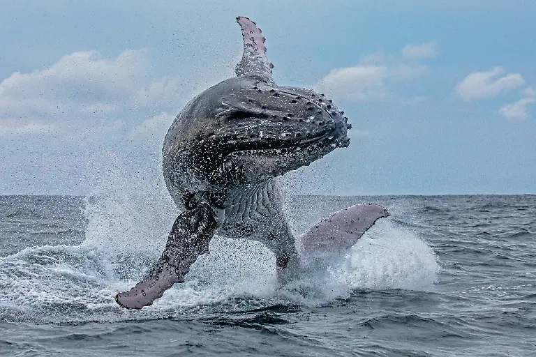 Photographer-Buddhilini-de-Soyza-captured-these-stunning-pictures-of-a-humpback-whale-breaching-in-June-2020-The-jaw-dropping-shots-were-taken-as-lockdown-eased-and-whale-watching-resumed-off-the-coast-of-Sydney-Australia-Buddhilini-explains-We-saw-a-blow-in-the-distance-and-headed-that-way-Just-off-South-Head-we-caught-up-with-a-whale-Before-we-could-get-into-position-he-breached-and-we-were-like-oh-no-A-breach-is-rare-and-we-were-disappointed-to-have-missed-it-The-whale-watching-boats-only-sees-breaching-whales-around-30-of-the-time-But-with-this-boy-we-neednt-have-worried-For-the-next-90-minutes-he-put-on-a-show-like-wed-never-seen-in-our-8-years-of-whale-watching-in-Australia-Mid-May-heralds-the-start-of-winter-in-Sydney-The-days-get-shorter-colder-and-darker-But-its-usually-my-favourite-time-of-the-year-as-its-the-start-of-the-whale-watching-season-for-us-on-the-East-Coast-However-this-year-has-been-like-no-other-When-mid-May-came-around-we-were-still-stuck-at-home-under-lockdown-restrictions-Thankfully-by-the-start-of-June-Australia-had-flattened-the-curve-and-restrictions-were-slowly-starting-to-ease-here-in-NSW-We-did-our-first-whale-watching-cruise-of-the-season-with-Go-Whale-Watching-on-the-7th-of-June-the-cruises-had-officially-started-the-day-before-It-was-quiet-out-there-in-the-harbour-and-even-quieter-once-we-cleared-the-heads-and-headed-out-into-the-Tasman-Sea-Ours-was-the-only-official-whale-watching-boat-out-there-There-were-a-few-pleasure-boats-around-but-not-many-We-were-just-glad-to-be-out-on-the-water-again-and-didnt-have-high-expectations-We-just-wanted-to-see-and-photograph-a-few-whales-not-having-picked-up-a-camera-for-four-months